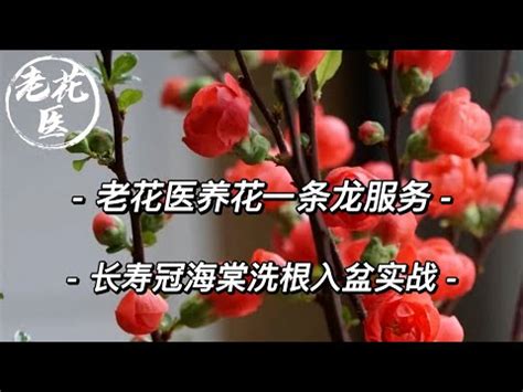 海堂花